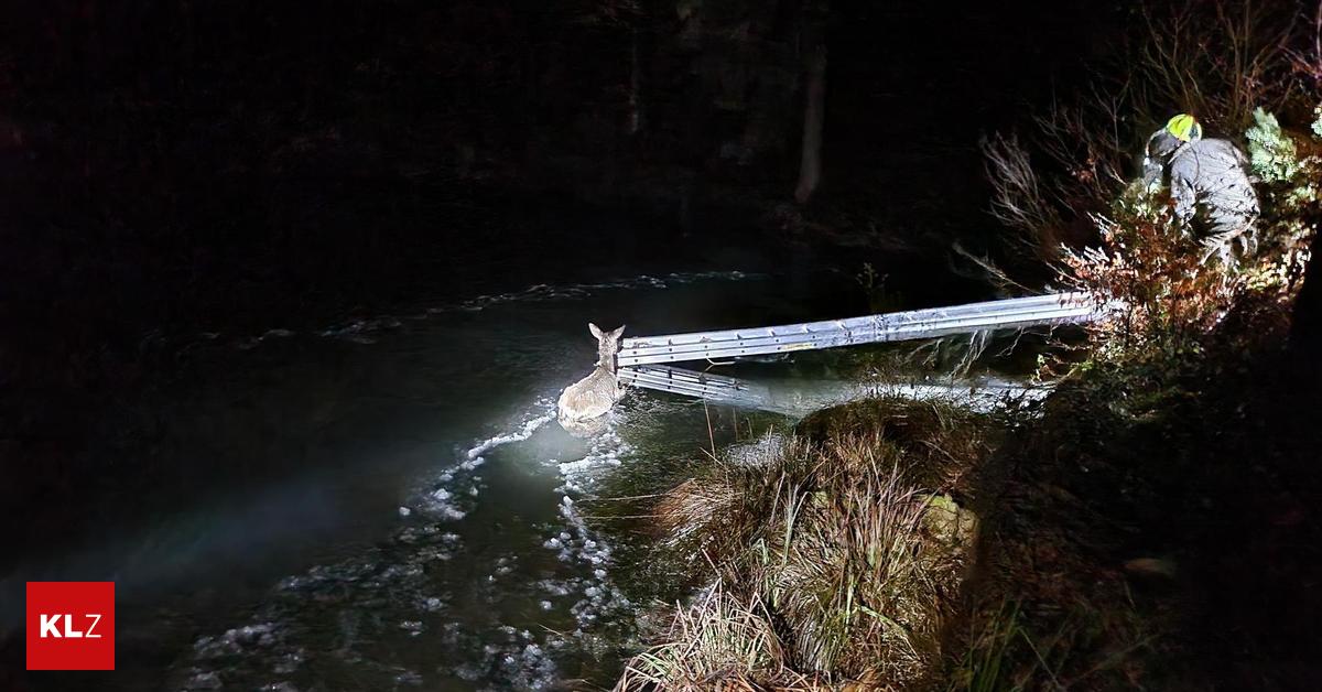 Trotzdem verendet Feuerwehr konnte Reh aus Teich bergen